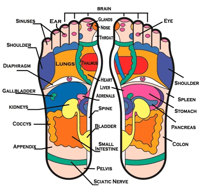 meridian points in our foot